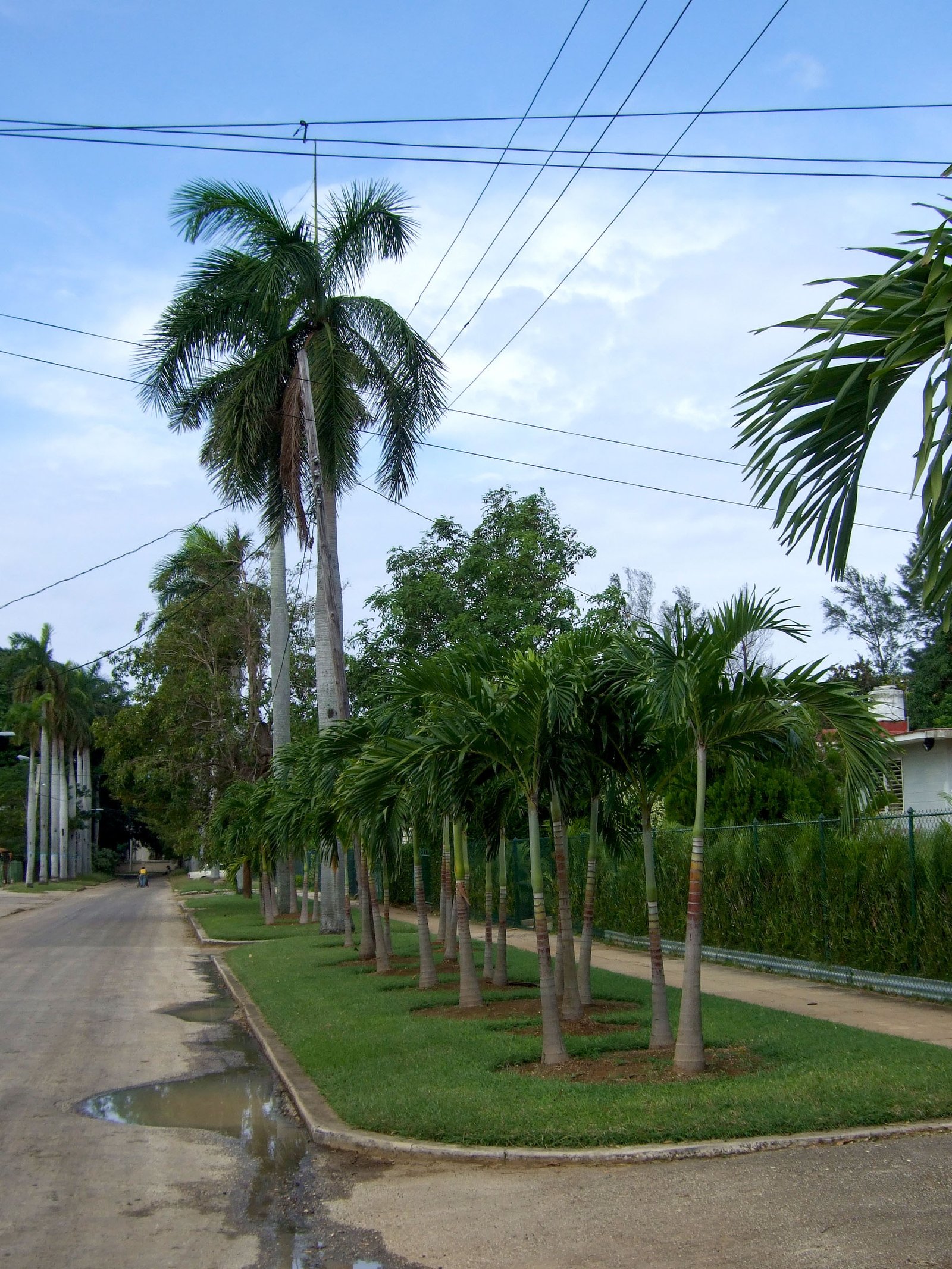 Cuba Nature 15
